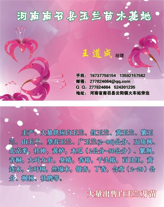 河南南陽白玉蘭樹圖片