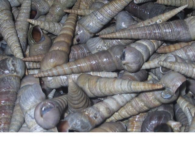 供應(yīng)大丁螺批發(fā)