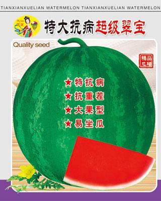 特大抗病超級(jí)翠寶圖片