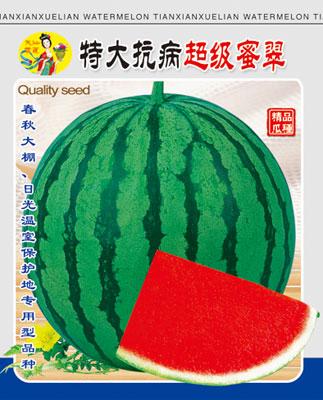 特大抗病超級(jí)蜜翠圖片