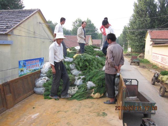 临沂市侧柏侧柏营养袋苗厂家供应侧柏侧柏营养袋苗