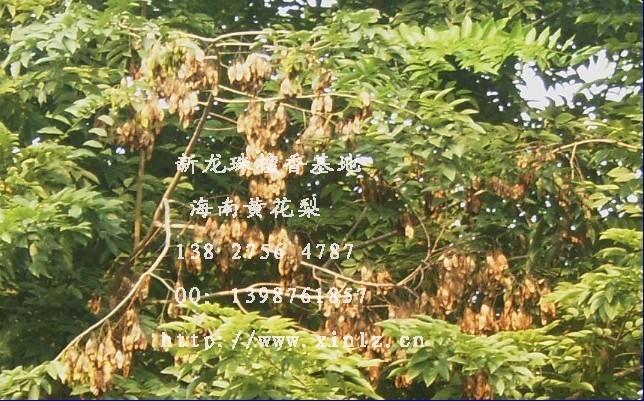 供應(yīng)海南黃花梨種子  老樹(shù)干種