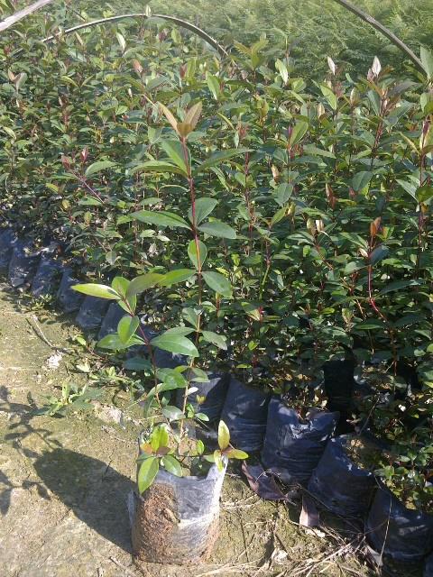 廣東荷木@荷樹 木荷 木荷苗 造林苗