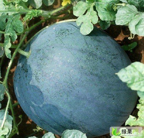 供應(yīng)河南西瓜