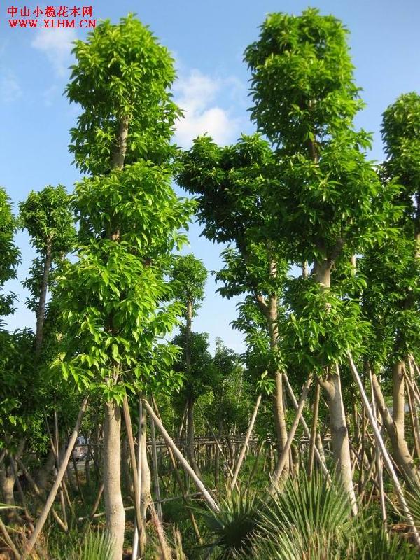 供應(yīng)白玉蘭地苗白玉蘭袋苗5-10公分白玉蘭地苗10-12公分白玉蘭地