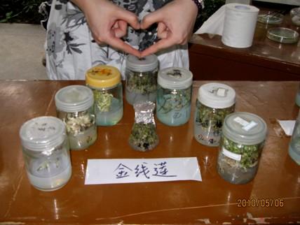 金線蓮種苗培養(yǎng)瓶生產(chǎn)廠家價(jià)格信息