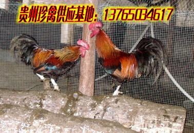 供應土雞養(yǎng)殖，土雞苗批發(fā)，土雞脫溫雞