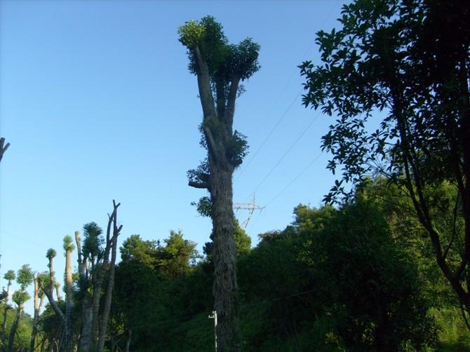 供應(yīng)香樟小苗5萬(wàn)株米徑3到15公分價(jià)格