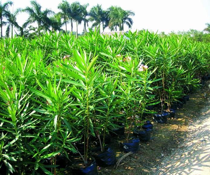 供應紅紅的夾株桃5萬株