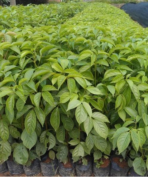 供應(yīng)紅皮秋楓小苗大樹