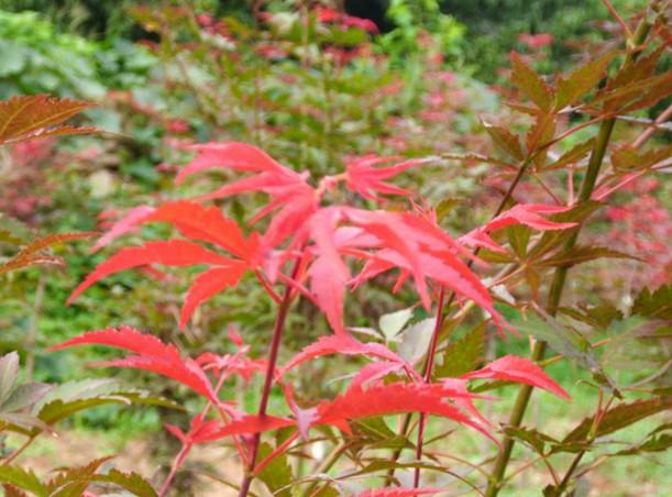 供應(yīng)紅楓小苗米徑2到8公分量大批發(fā)
