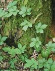 湘西絞股藍(lán)茶公司圖片