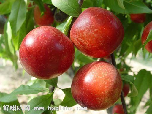 供應(yīng)陜西油桃市場價(jià)格 陜西油桃批發(fā)，陜西油桃批發(fā)電話