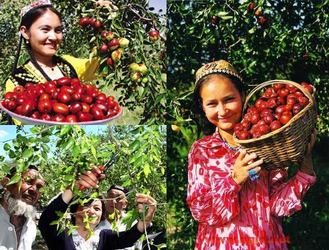 供應(yīng)烏孫鮮新疆雞心棗批發(fā)