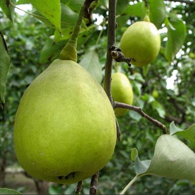 供應烏孫鮮新疆庫爾勒香梨超低特賣