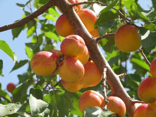 供應(yīng)新疆紅杏深圳總批發(fā)