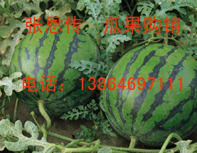 山東濰坊西瓜供應(yīng)基地圖片/山東濰坊西瓜供應(yīng)基地樣板圖 (2)