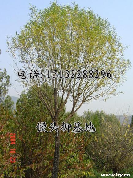 供應哈爾濱饅頭柳價格平頭饅頭柳圖片