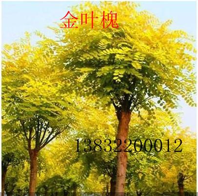 現(xiàn)低價熱銷金葉榆中華金葉榆圖片