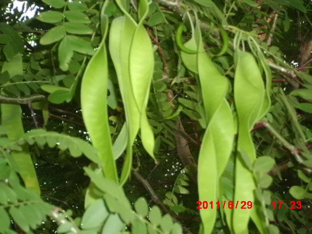 供應(yīng)苗木價(jià)格/苗木種植基地/苗木供應(yīng)商