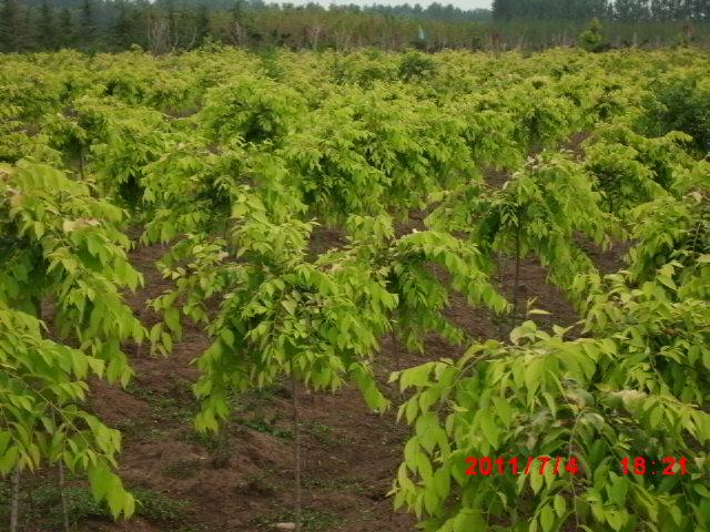 供應(yīng)苗木價(jià)格/苗木種植基地/苗木供應(yīng)商