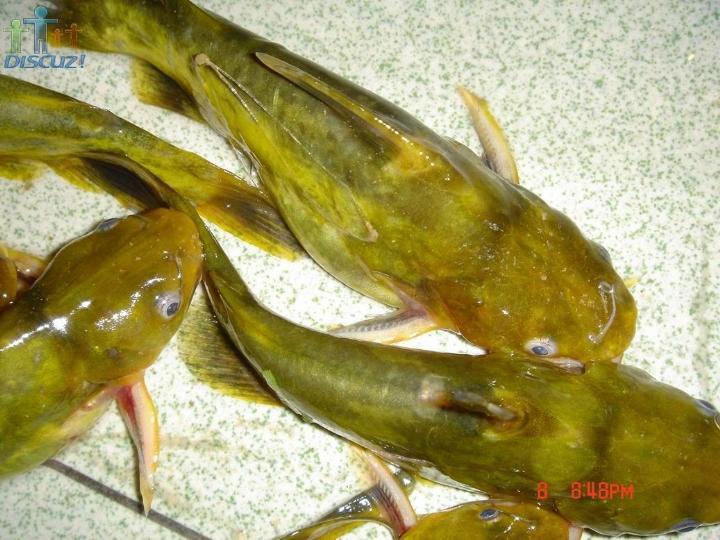 大量供應(yīng)優(yōu)質(zhì)*黃古丁水花