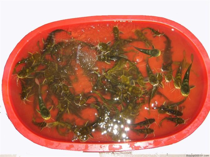 大量供應(yīng)優(yōu)質(zhì)*嘎鴨魚水花