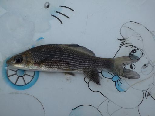 供應(yīng)墨鯉規(guī)格苗