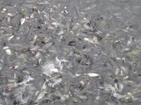 大量供應(yīng)優(yōu)質(zhì)*黃桑魚水花