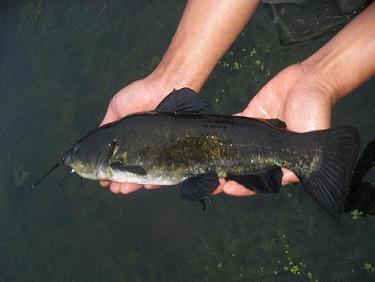 大量供應(yīng)黑云斑回魚苗 四川眉山云斑回魚苗批價(jià) 河南云斑回魚苗批發(fā)