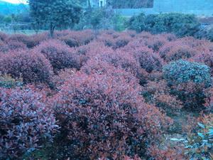 供應小葉紅葉石楠，小葉紅葉石楠價格，小葉紅葉石楠插扦苗，湖南紅葉石楠