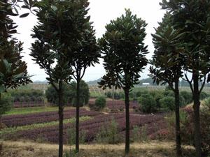 长沙市广玉兰苗圃厂家供应广玉兰苗圃，广玉兰苗圃苗价格，广玉兰苗圃大树，供应湖南广玉兰