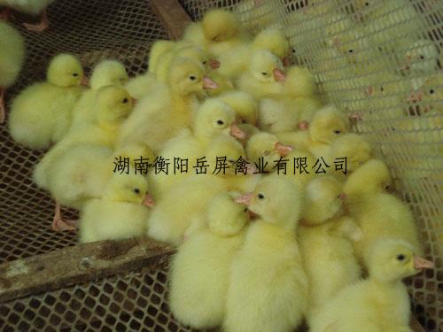 供應(yīng)快速麻鴨苗//花邊鴨//珍*苗//