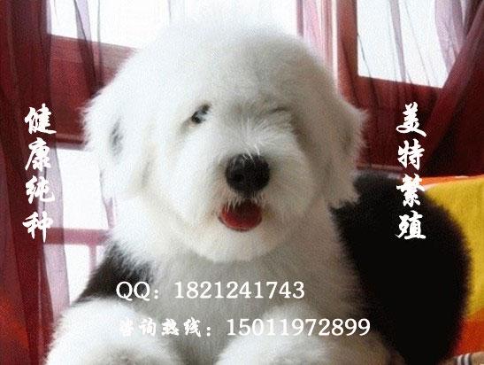 广州美特狗场出售纯种黑色眼睛白头通背古代牧羊犬小狗古牧多少钱图片