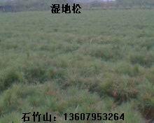 濕地松幾根毛圖片
