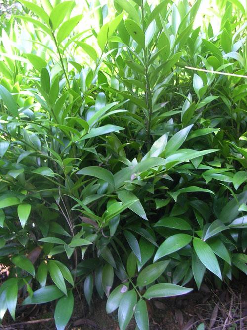 供應(yīng)竹柏袋苗