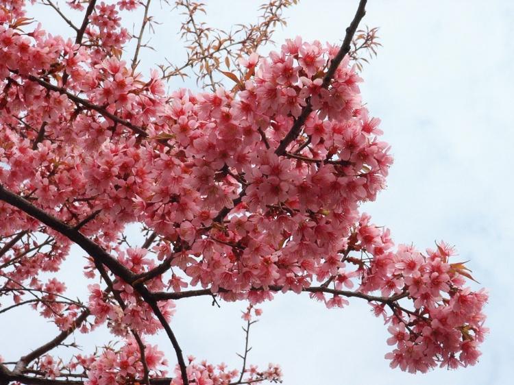 廣州大福木棉-美麗木棉-欖仁-藍(lán)風(fēng)圖片