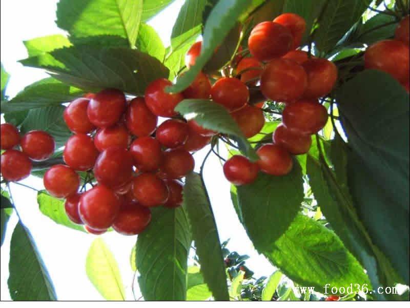 供應(yīng)*煙臺葡萄