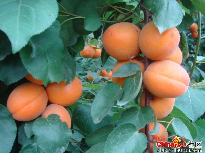 供應(yīng)*煙臺葡萄