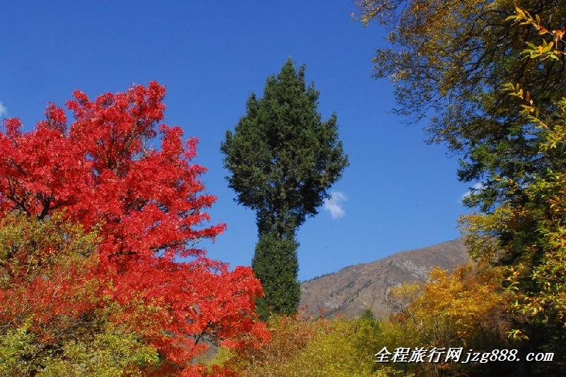 供应九寨沟宾馆旅游租车