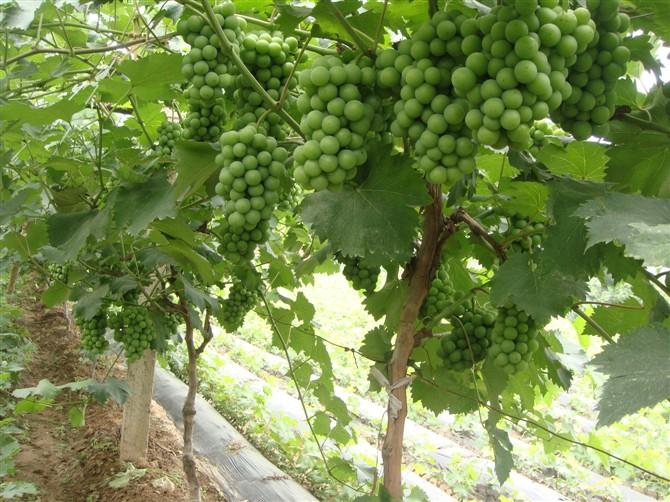 新集村葡萄苗圖片