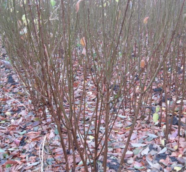 供應(yīng)黑河哪有賣葡萄苗的