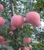 供應(yīng)山東75紅富士，山東紅富士蘋果產(chǎn)地