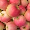 供應(yīng)山東蘋果山東紅嘎啦蘋果/山東蘋果山東紅嘎啦蘋果批發(fā)
