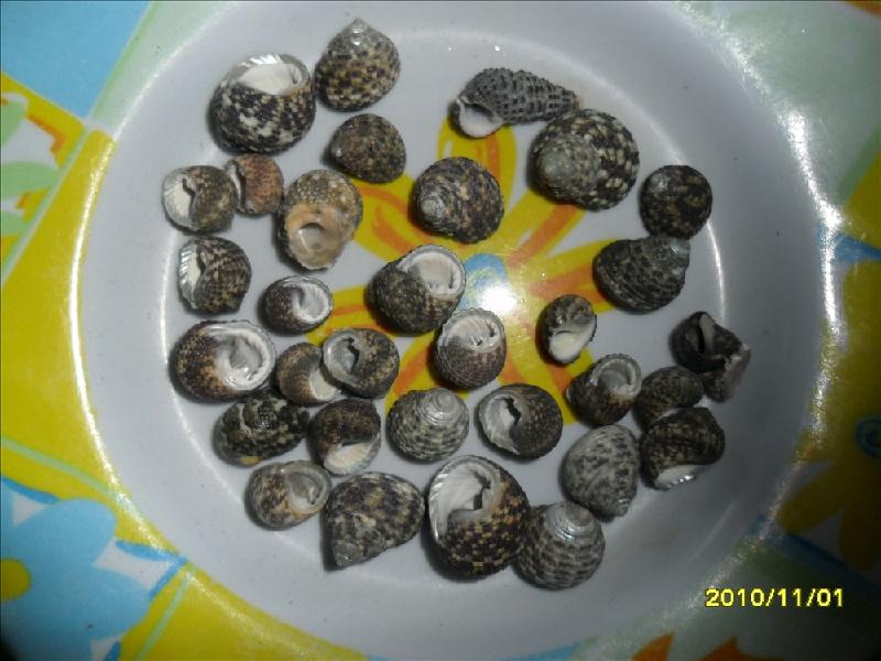 供應(yīng)海參螺