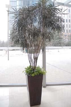 供應(yīng)花卉租擺室內(nèi)花卉租擺室內(nèi)綠植租擺