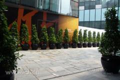 供應(yīng)植物租賃報(bào)價(jià)