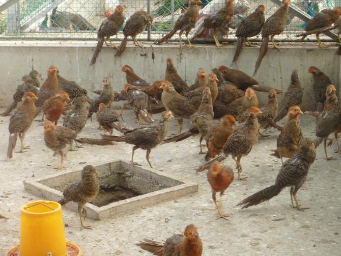 供應(yīng)雅安山雞苗多少錢一只，養(yǎng)殖基地*批發(fā)報(bào)價(jià)