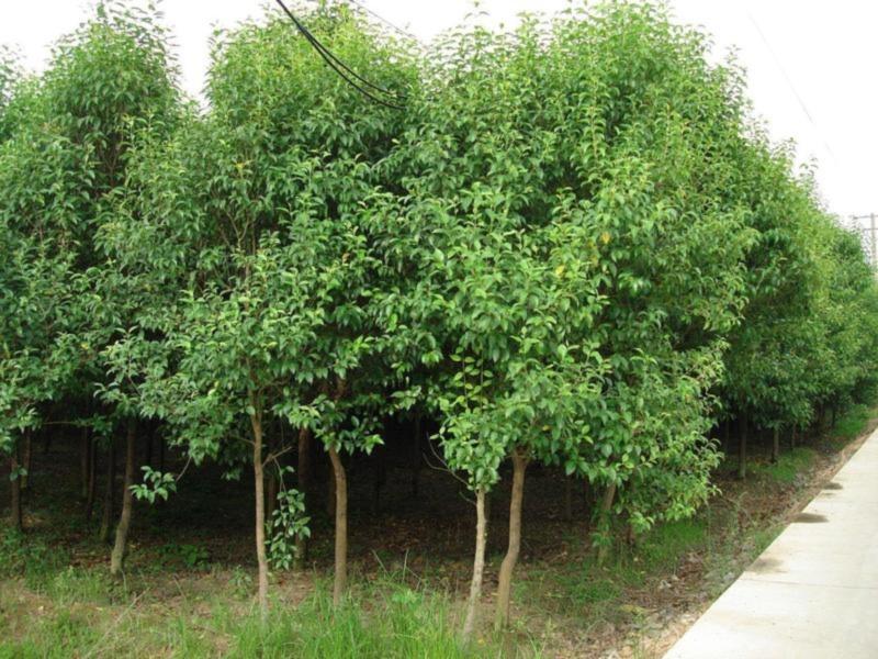 供應大量供*大葉女貞