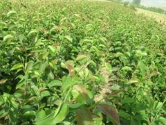 華北星林苗圃可供大量的梨苗圖片